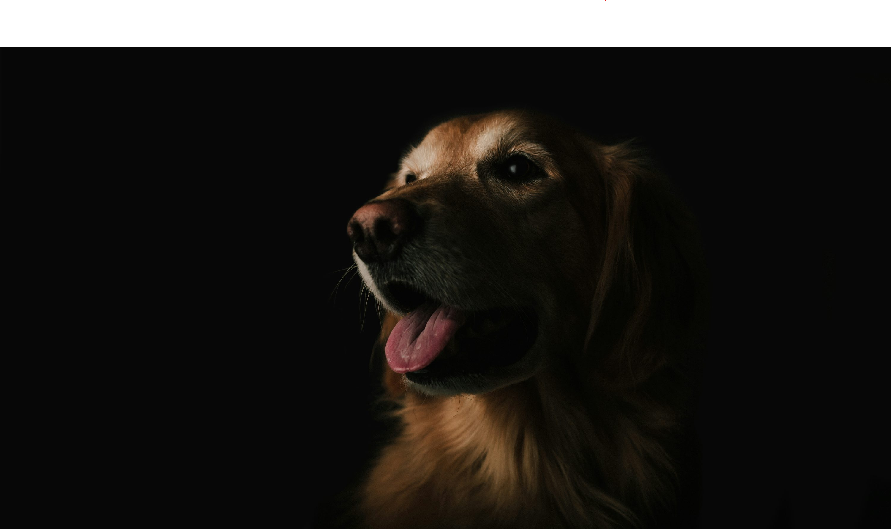 Perro golten retriever con fondo negro