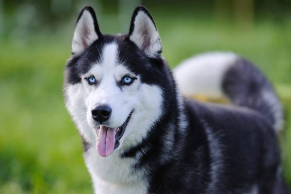 Imagen de perrito