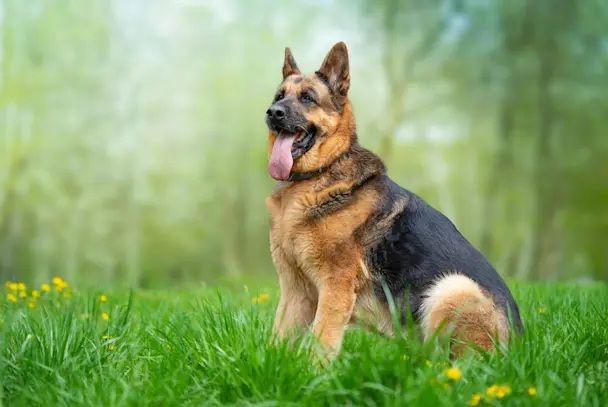 Imagen de perrito