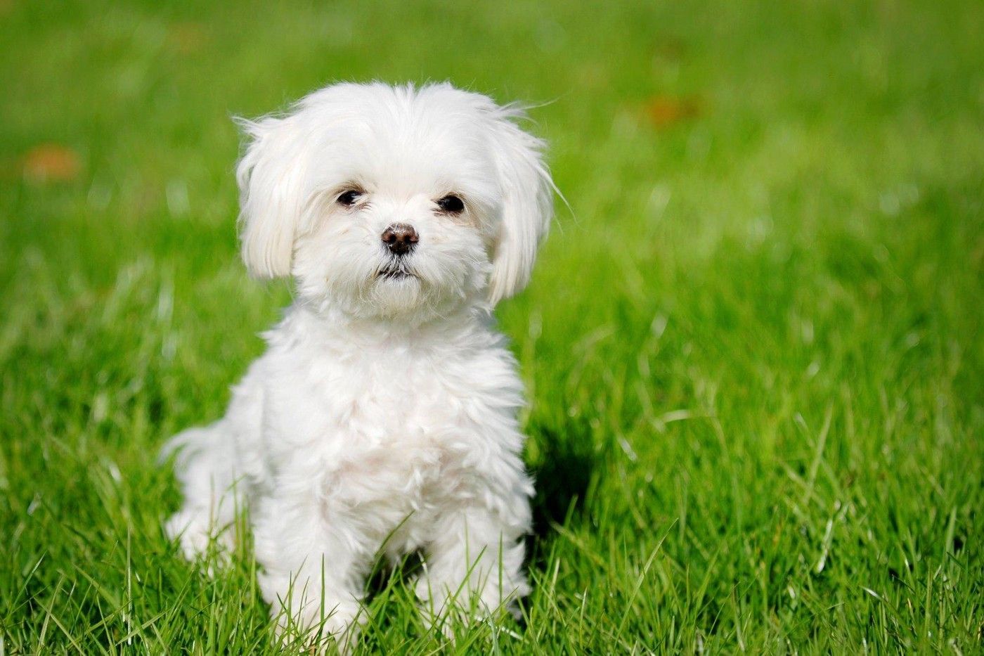Imagen de perrito