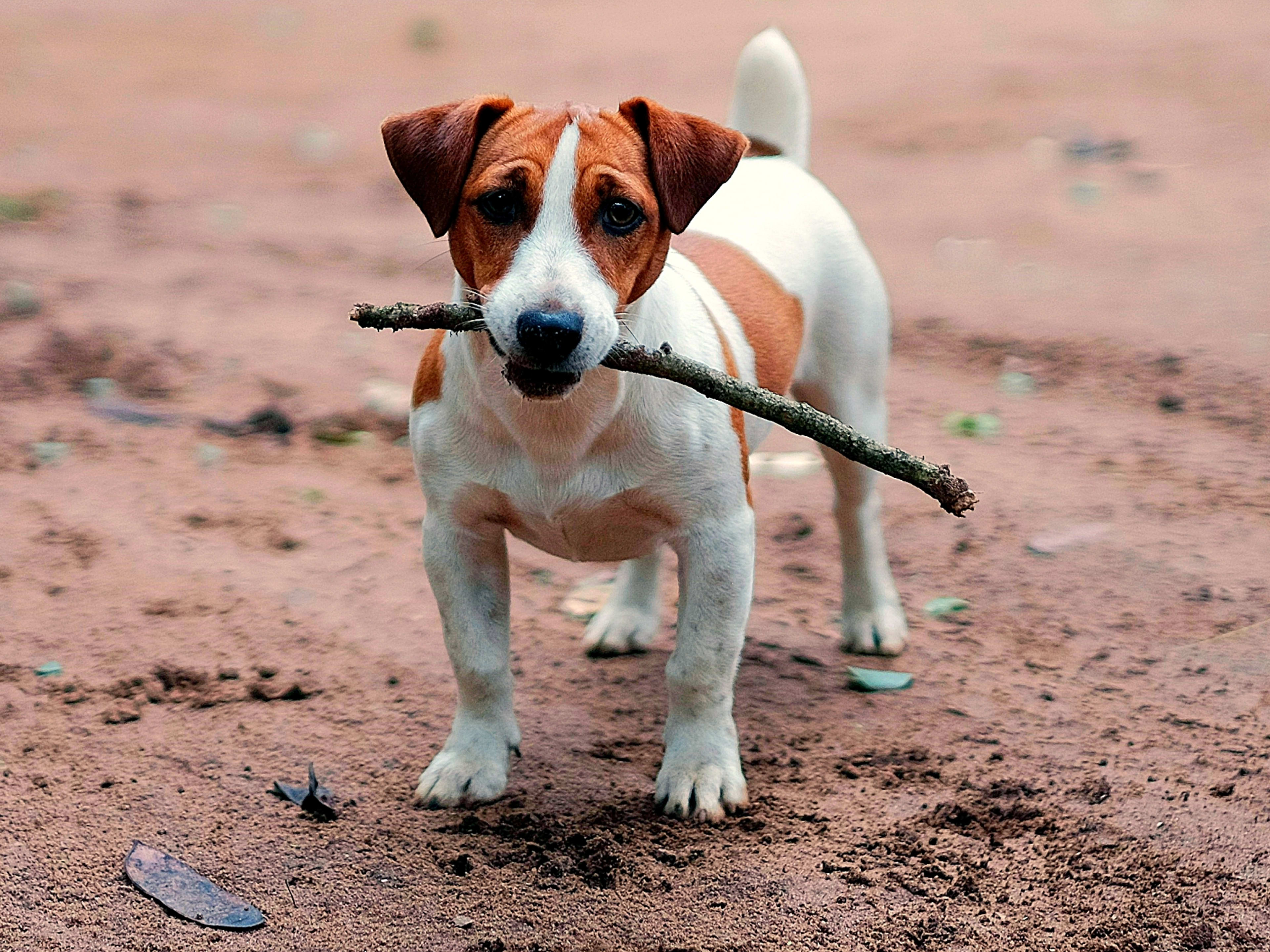 Perrito blanco